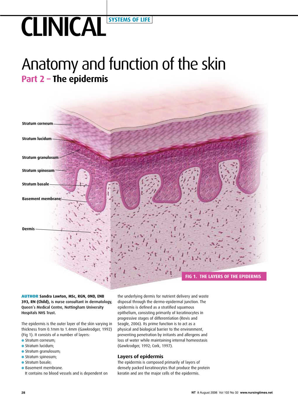 Anatomy and Function of the Skin Part 2 – the Epidermis