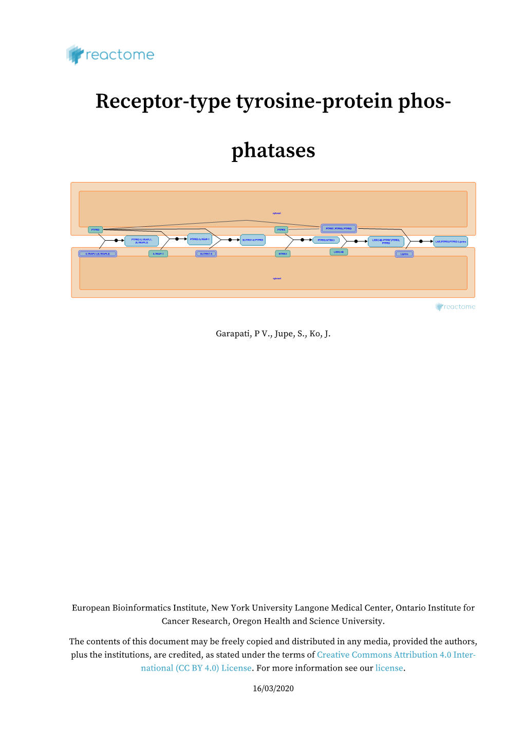 Receptor-Type Tyrosine-Protein Phos-Phatases