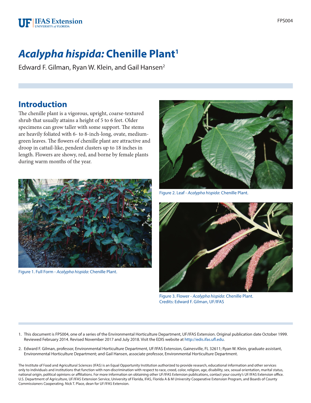 Acalypha Hispida: Chenille Plant1 Edward F