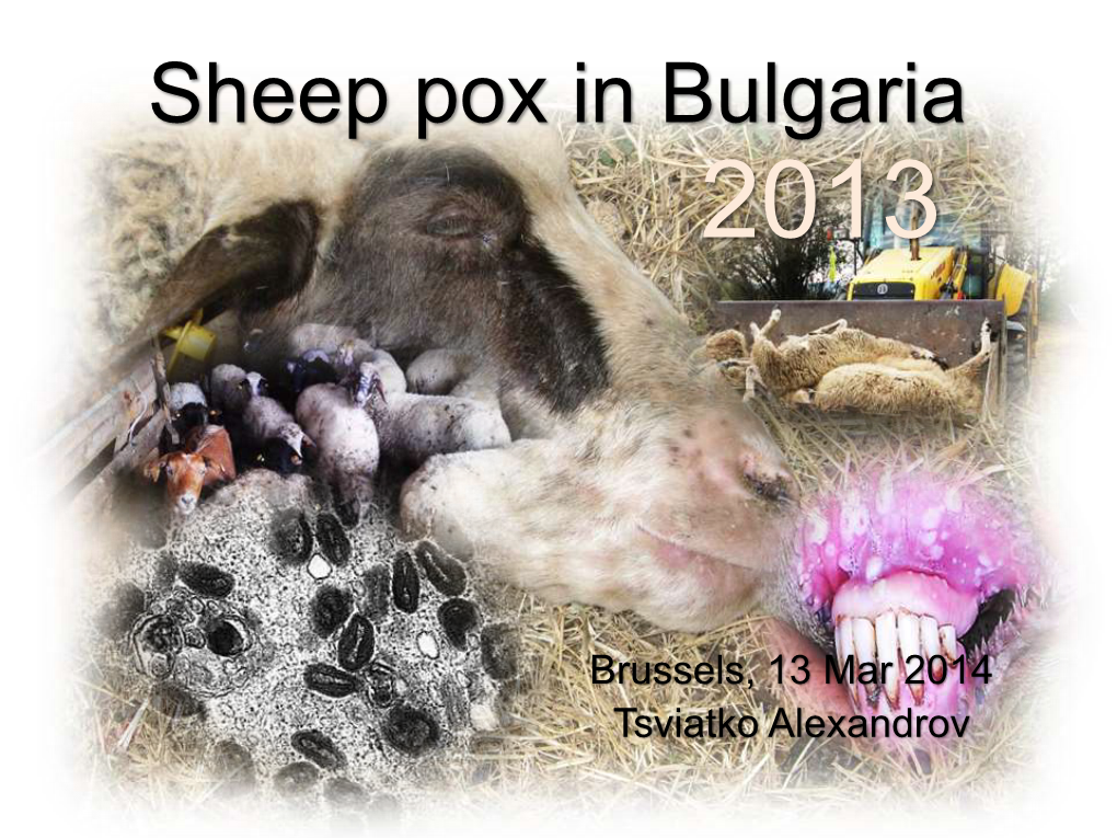 Sheep Pox in Bulgaria for the First Time Since 1996