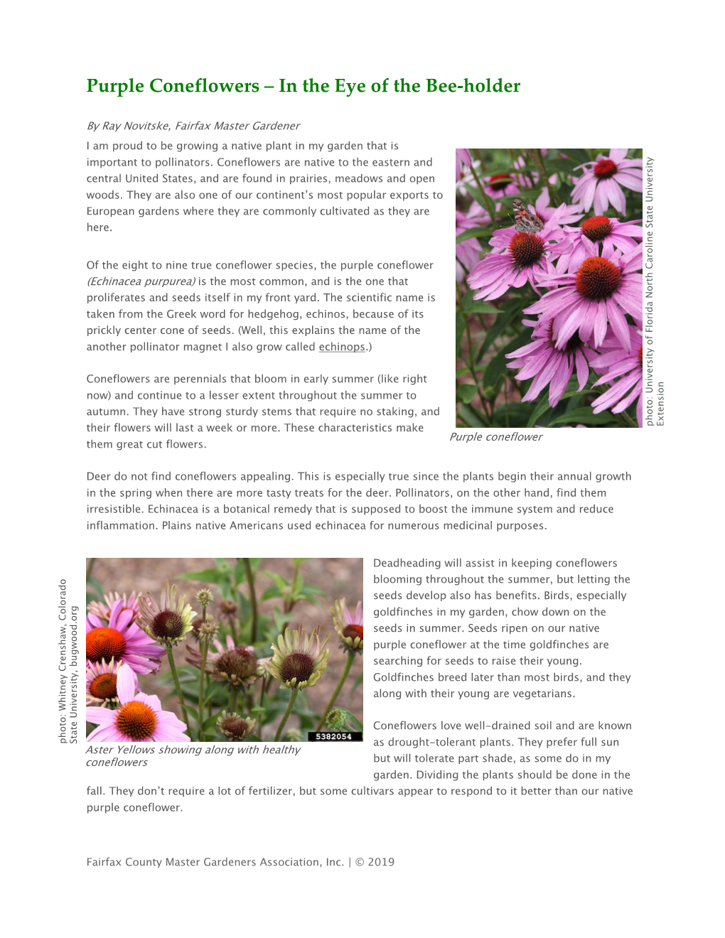 Purple Coneflowers – in the Eye of the Bee-Holder