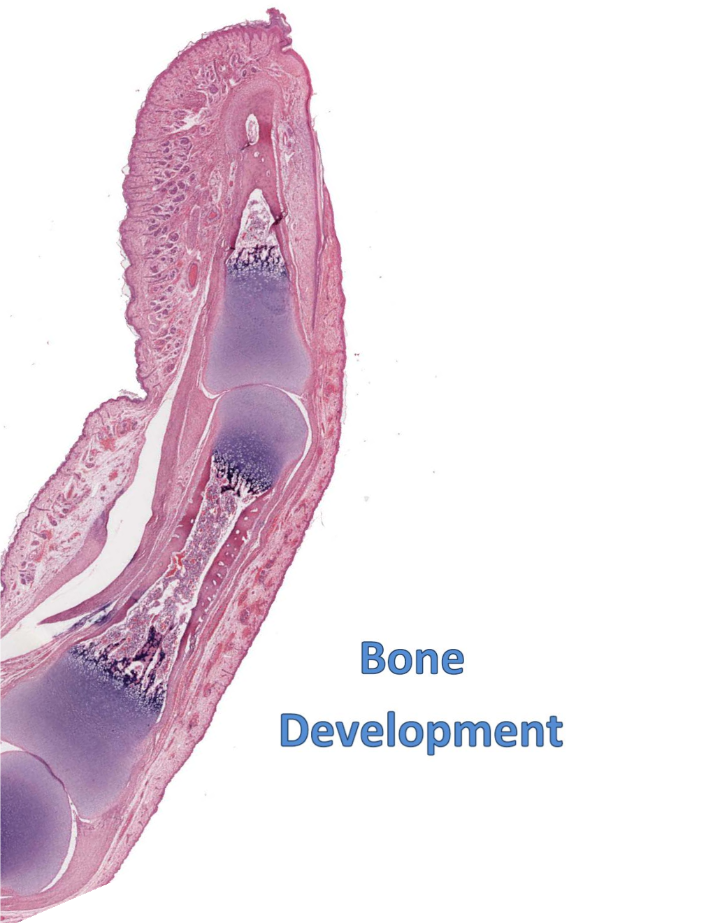 Lab-Bone-Development-2018.Pdf