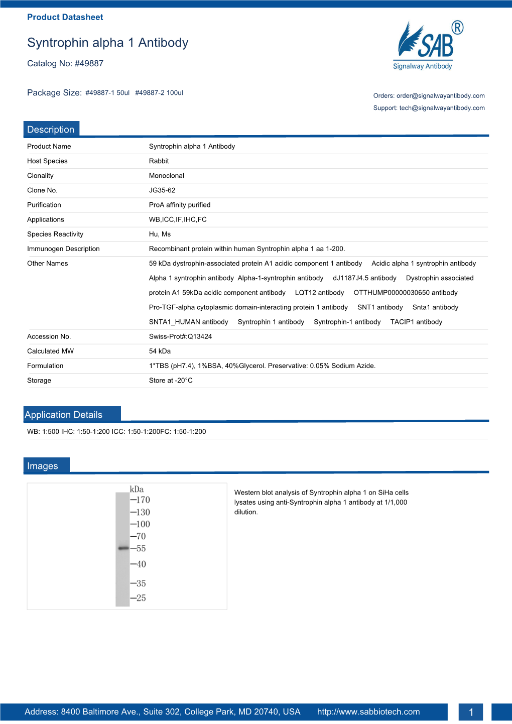 Syntrophin Alpha 1 Antibody