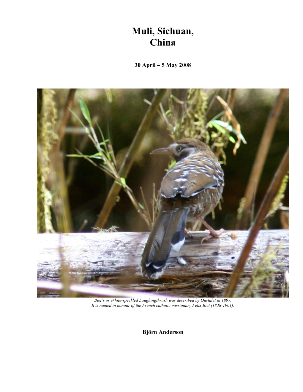 China Birding Report Template