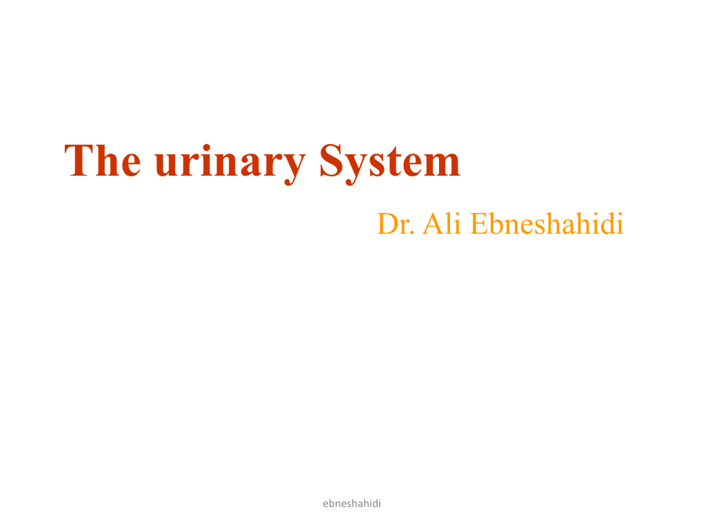 The Urinary System Dr