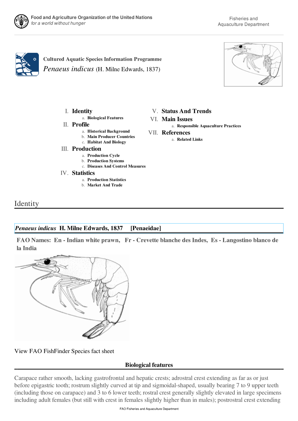 Penaeus Indicus (H