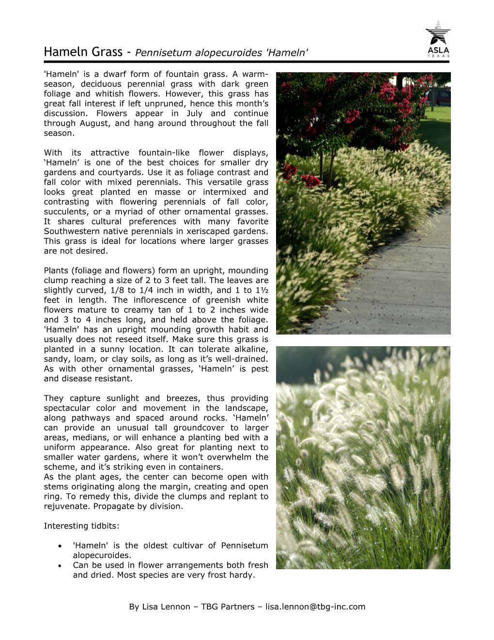 Hameln Grass - Pennisetum Alopecuroides 'Hameln'