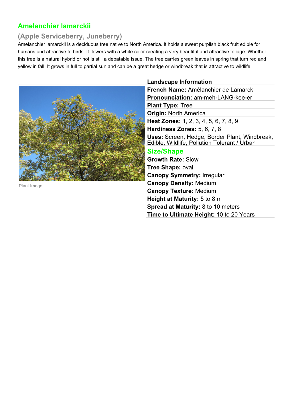 Amelanchier Lamarckii (Apple Serviceberry, Juneberry) Size/Shape