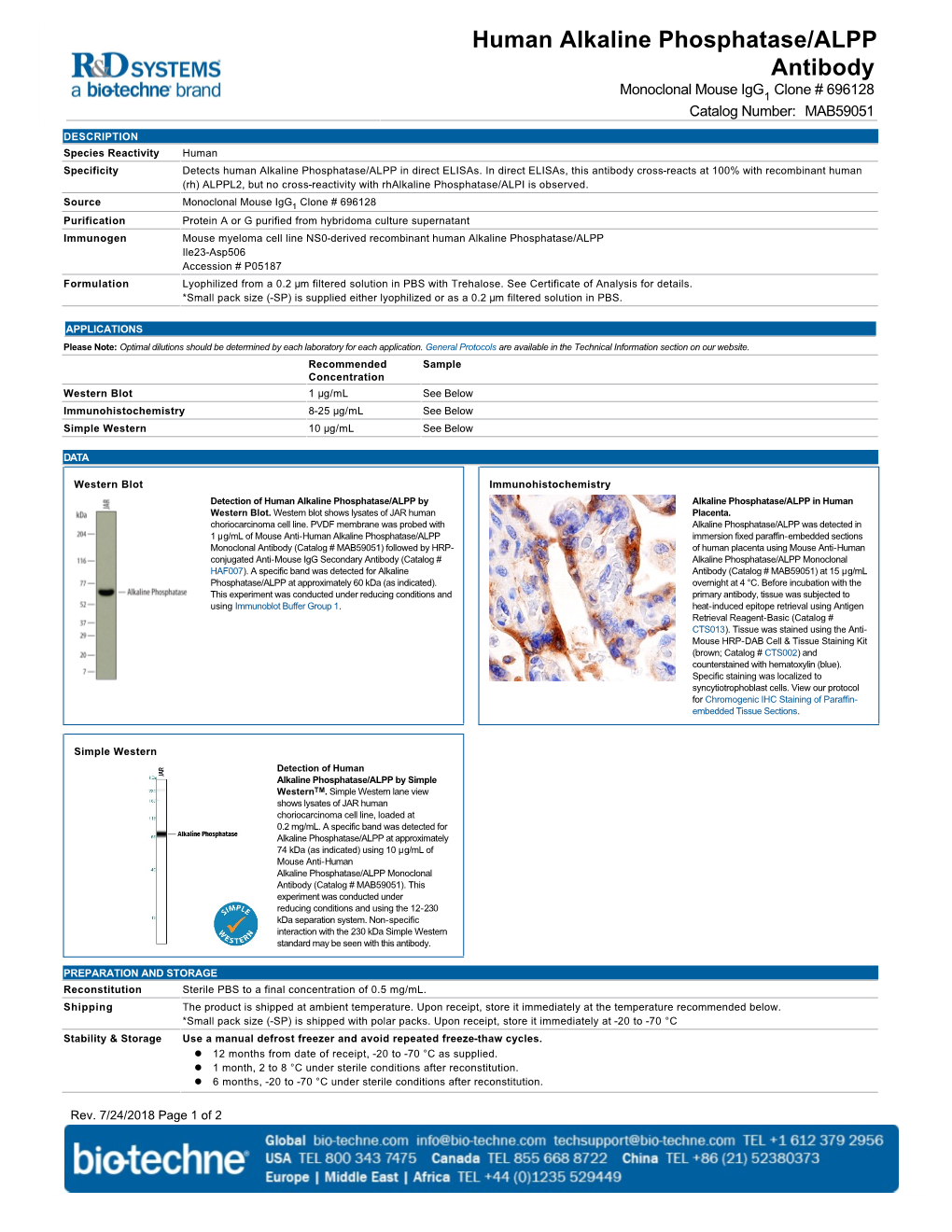 Human Alkaline Phosphatase/ALPP Antibody