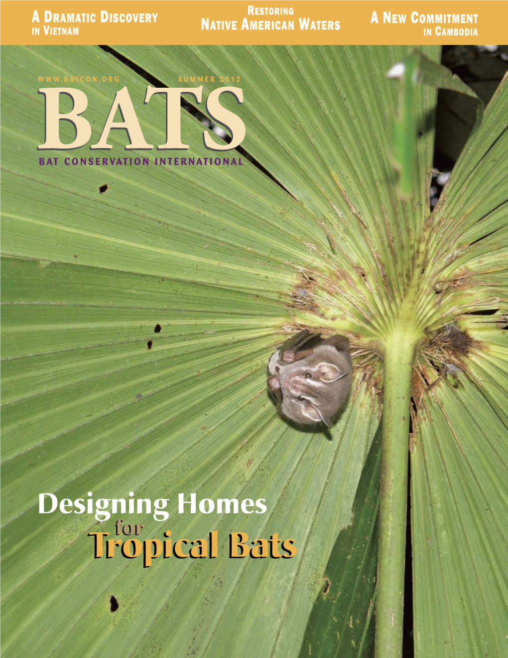 Tropical Bats