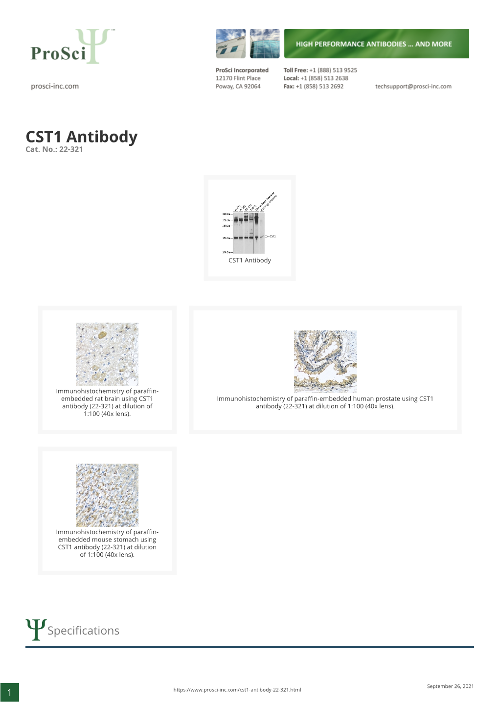 CST1 Antibody Cat