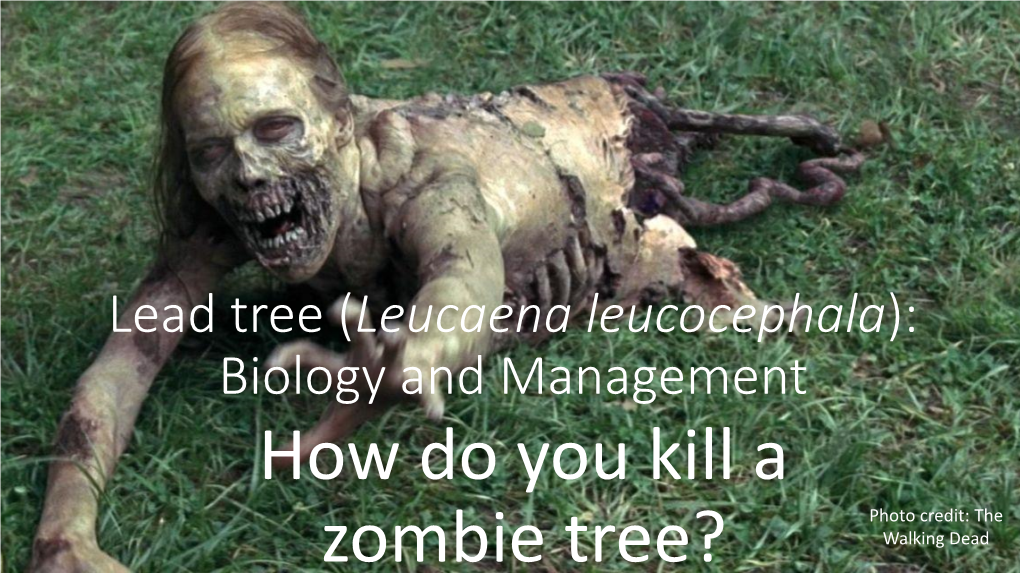 Lead Tree (Leucaena Leucocephala): Biology and Management