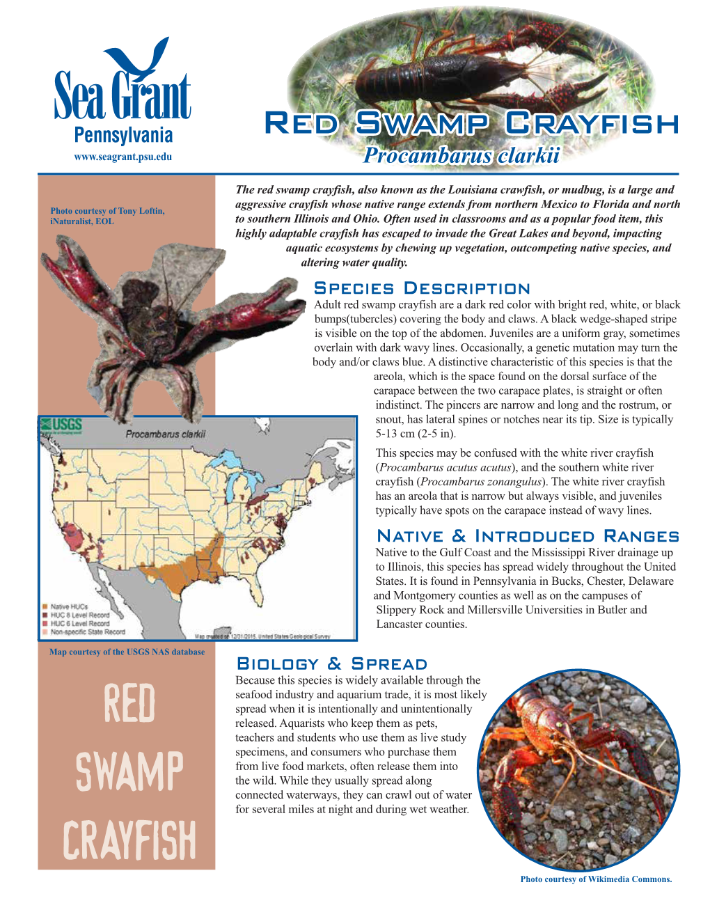 Red Swamp Crayfish Procambarus Clarkii