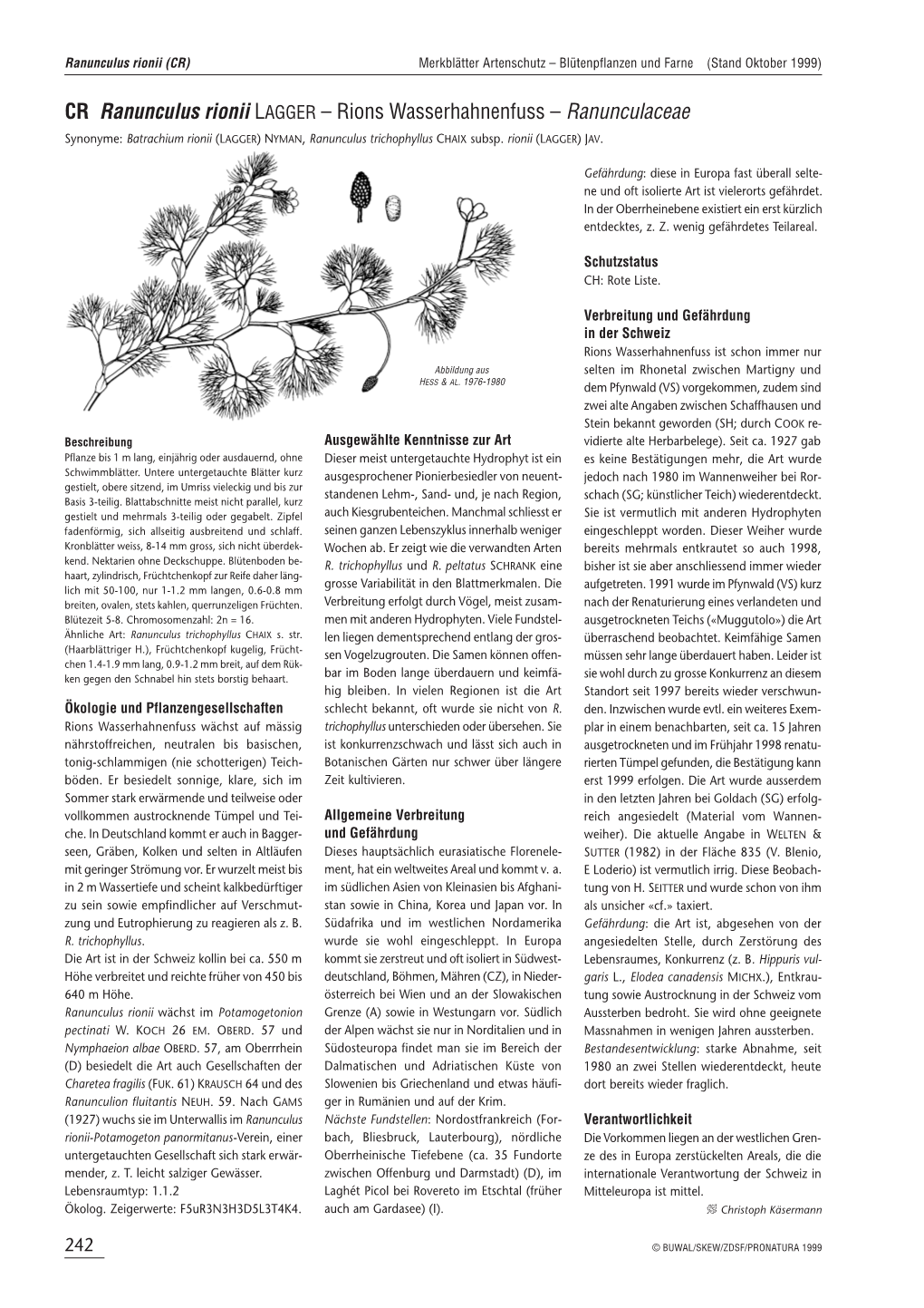 CR Ranunculus Rionii LAGGER – Rions Wasserhahnenfuss – Ranunculaceae