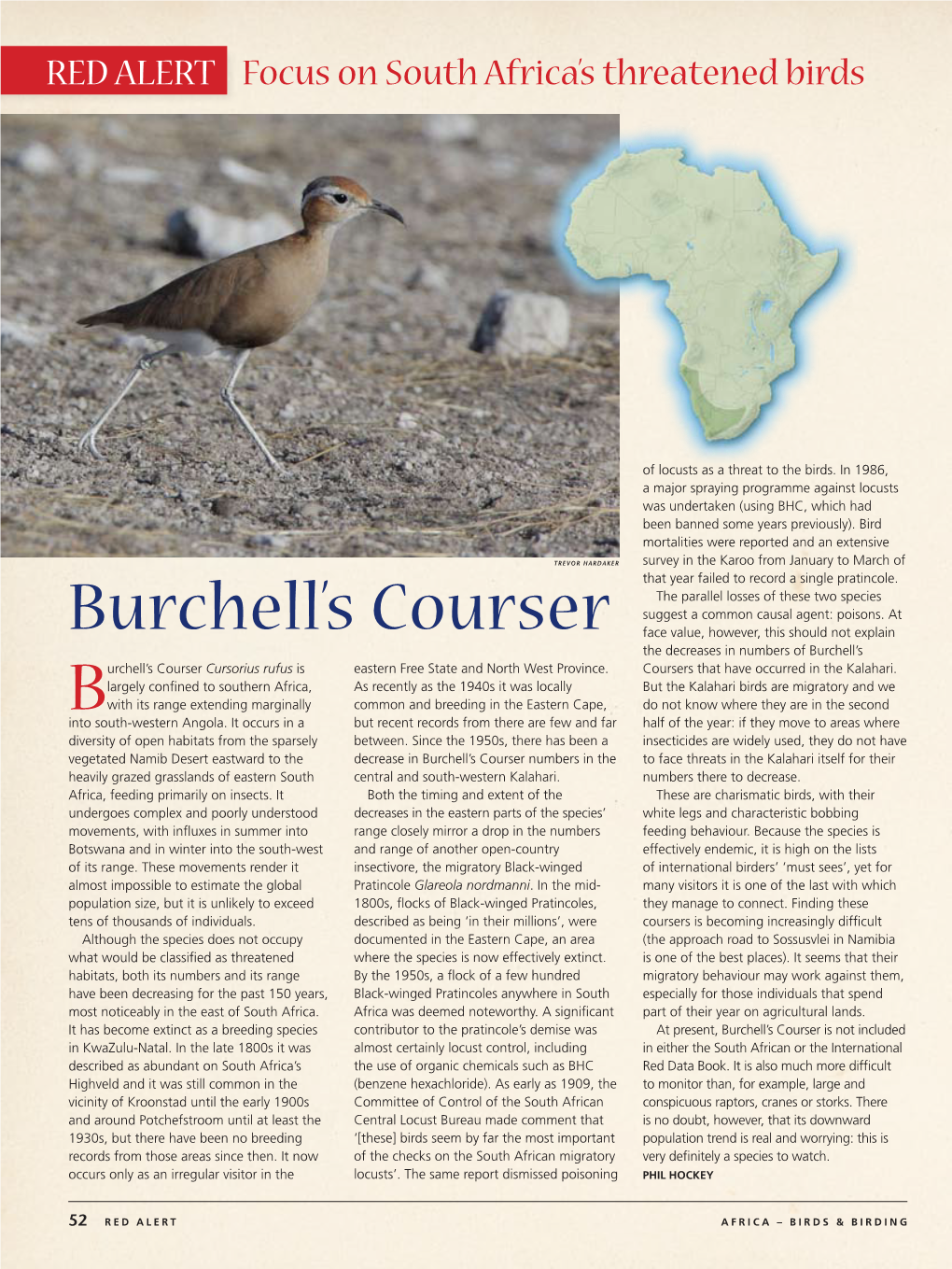 Burchell's Courser