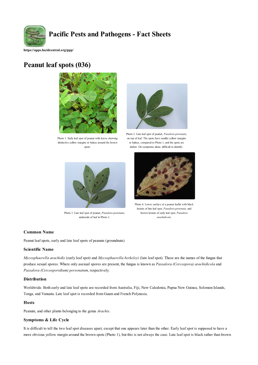 Peanut Leaf Spots (036)