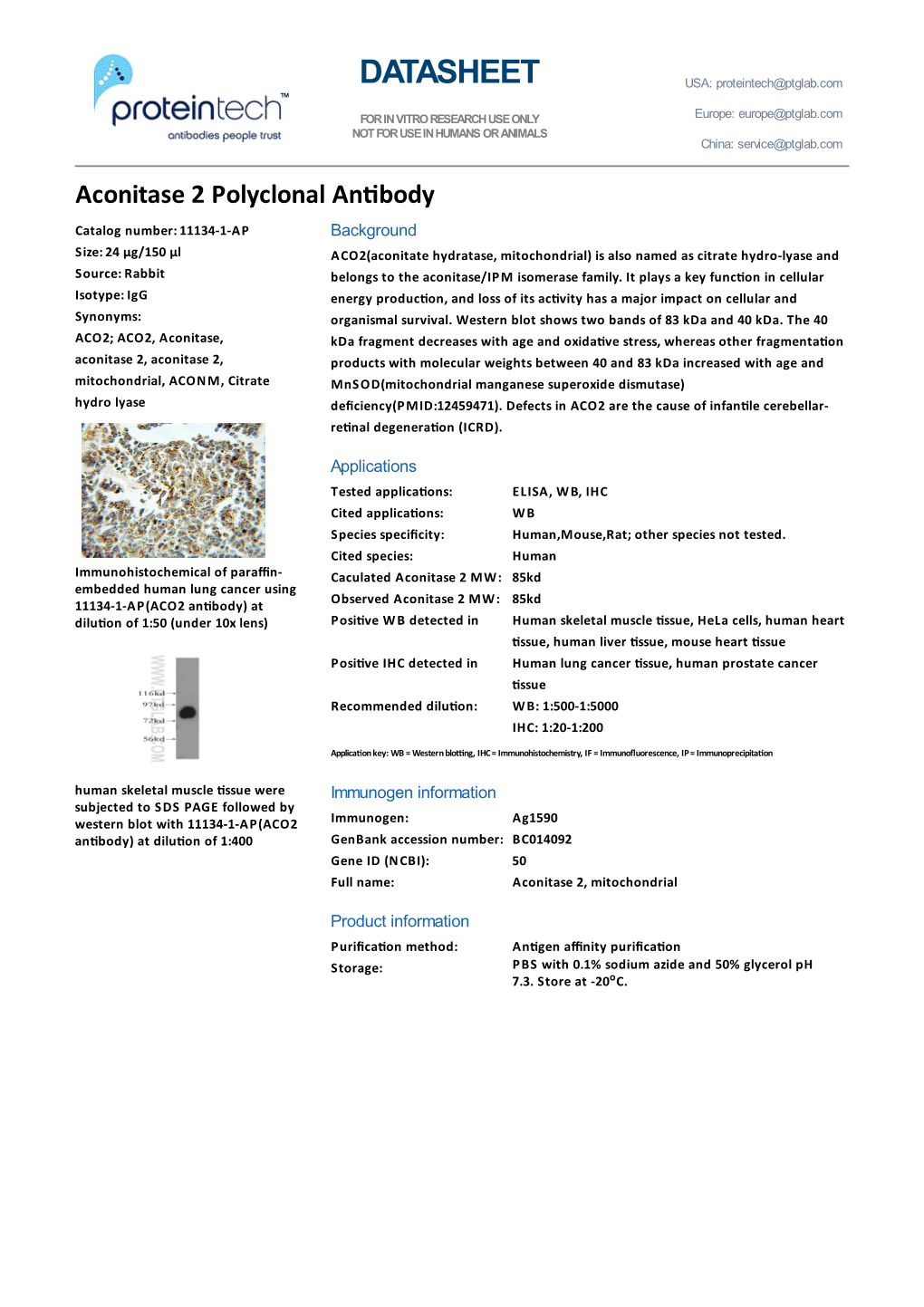 ACO2 Rabbit Polyclonal Antibody