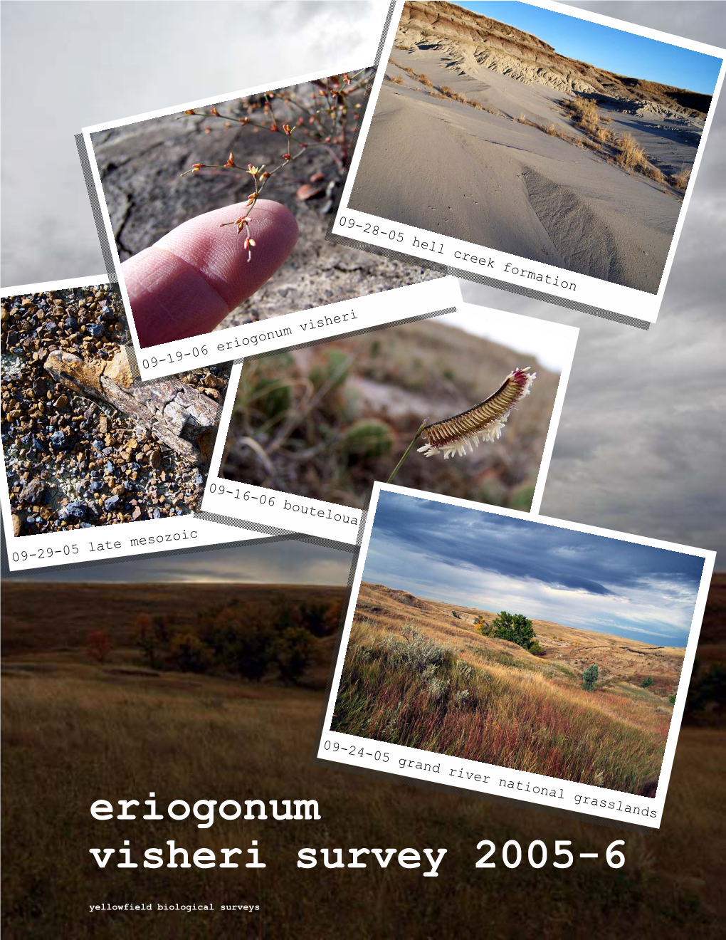 Eriogonum Visheri Survey 2005-6 Grand River Ranger District Dakota Prairie Grasslands