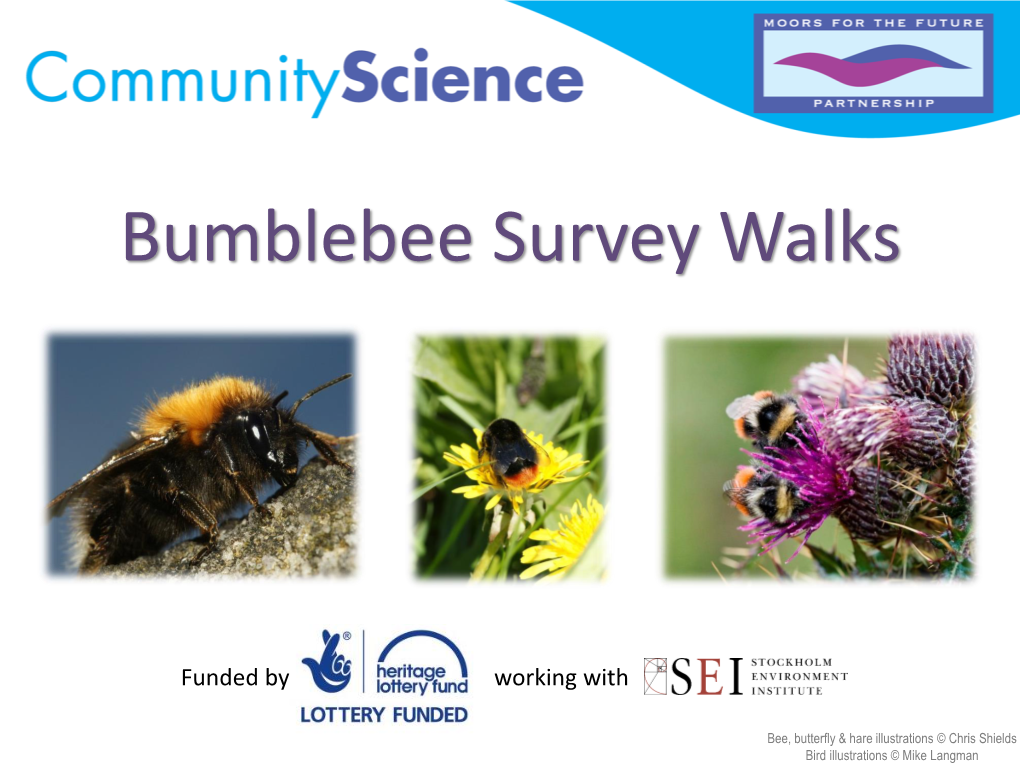 Bumblebee Survey Walks