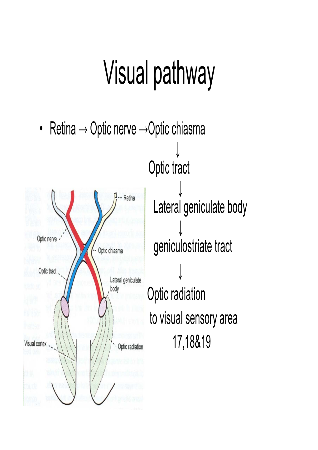 Visual Pathway