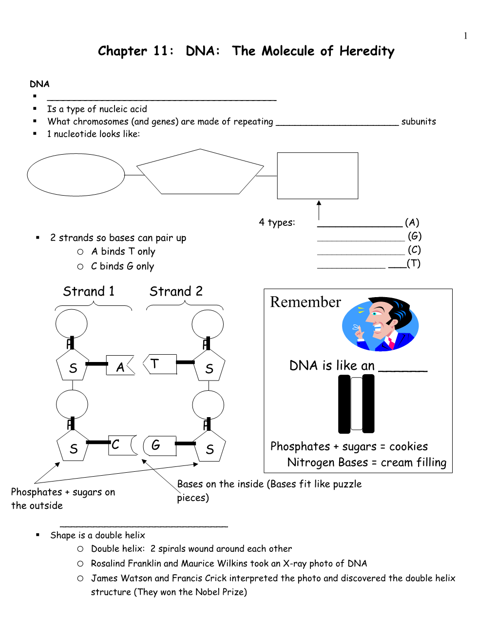 Chapter 11: DNA: the Molecule of Heredity