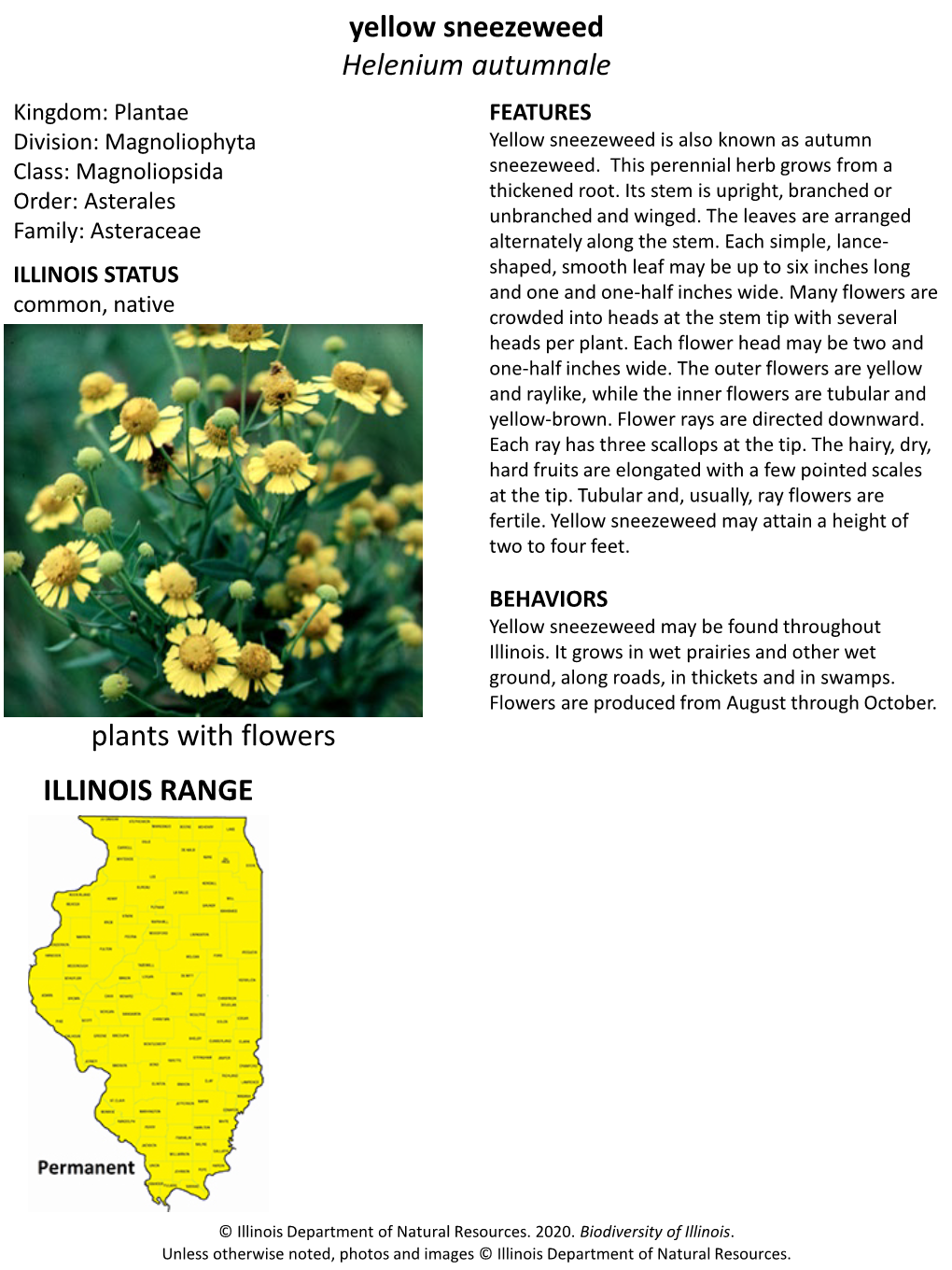 Yellow Sneezeweed Helenium Autumnale ILLINOIS RANGE Plants