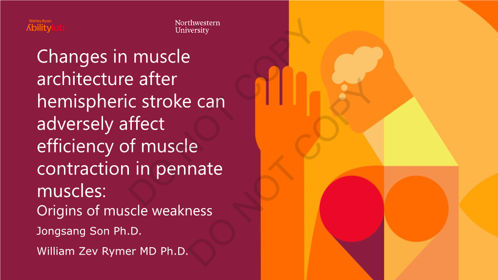 Muscle Architecture in Rest Condition