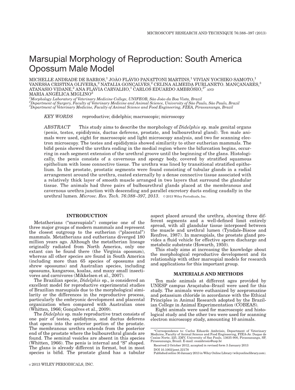 Marsupial Morphology of Reproduction: South America Opossum Male Model