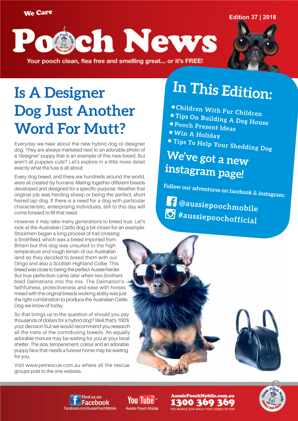 Is a Designer Dog Just Another Word for Mutt?