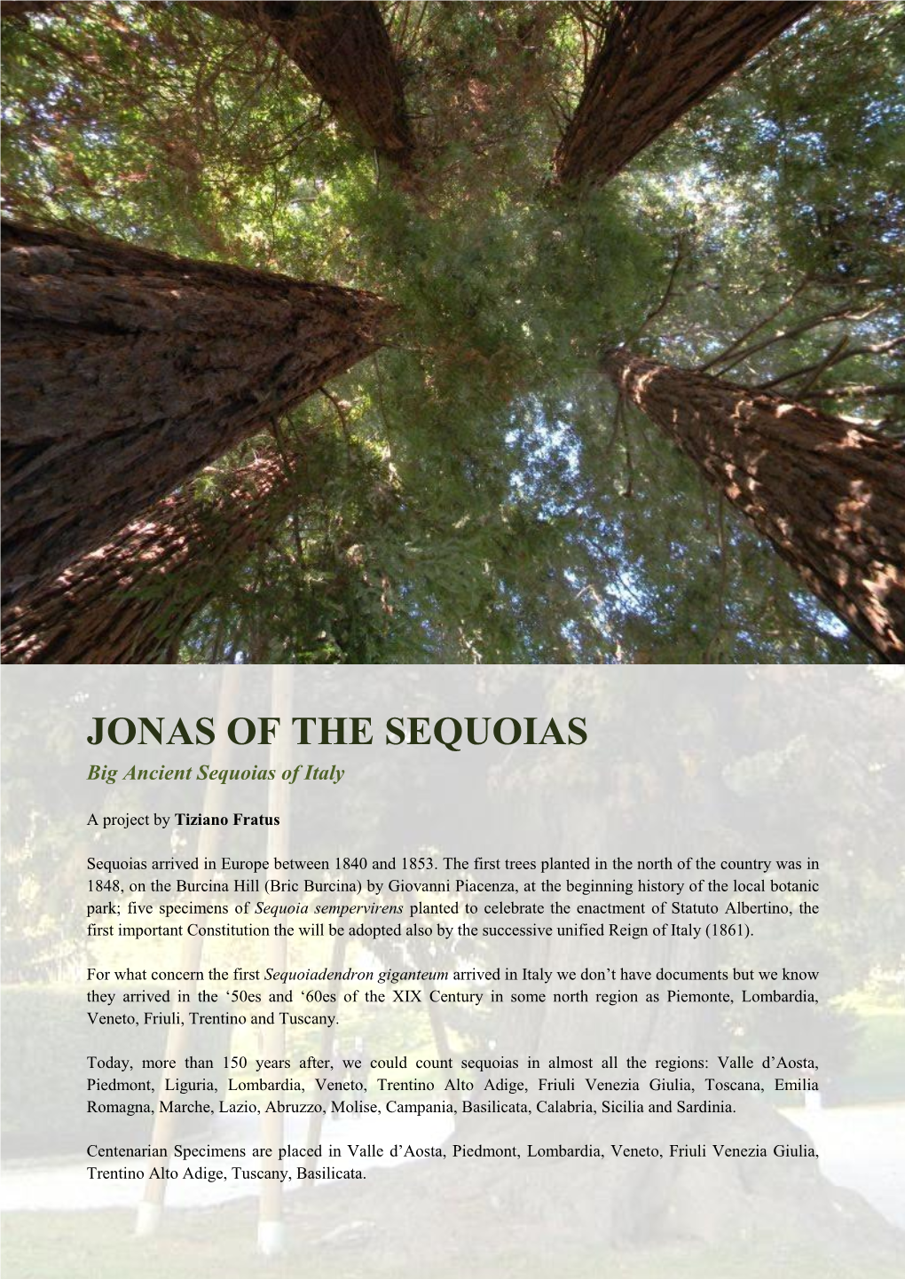 JONAS of the SEQUOIAS Big Ancient Sequoias of Italy