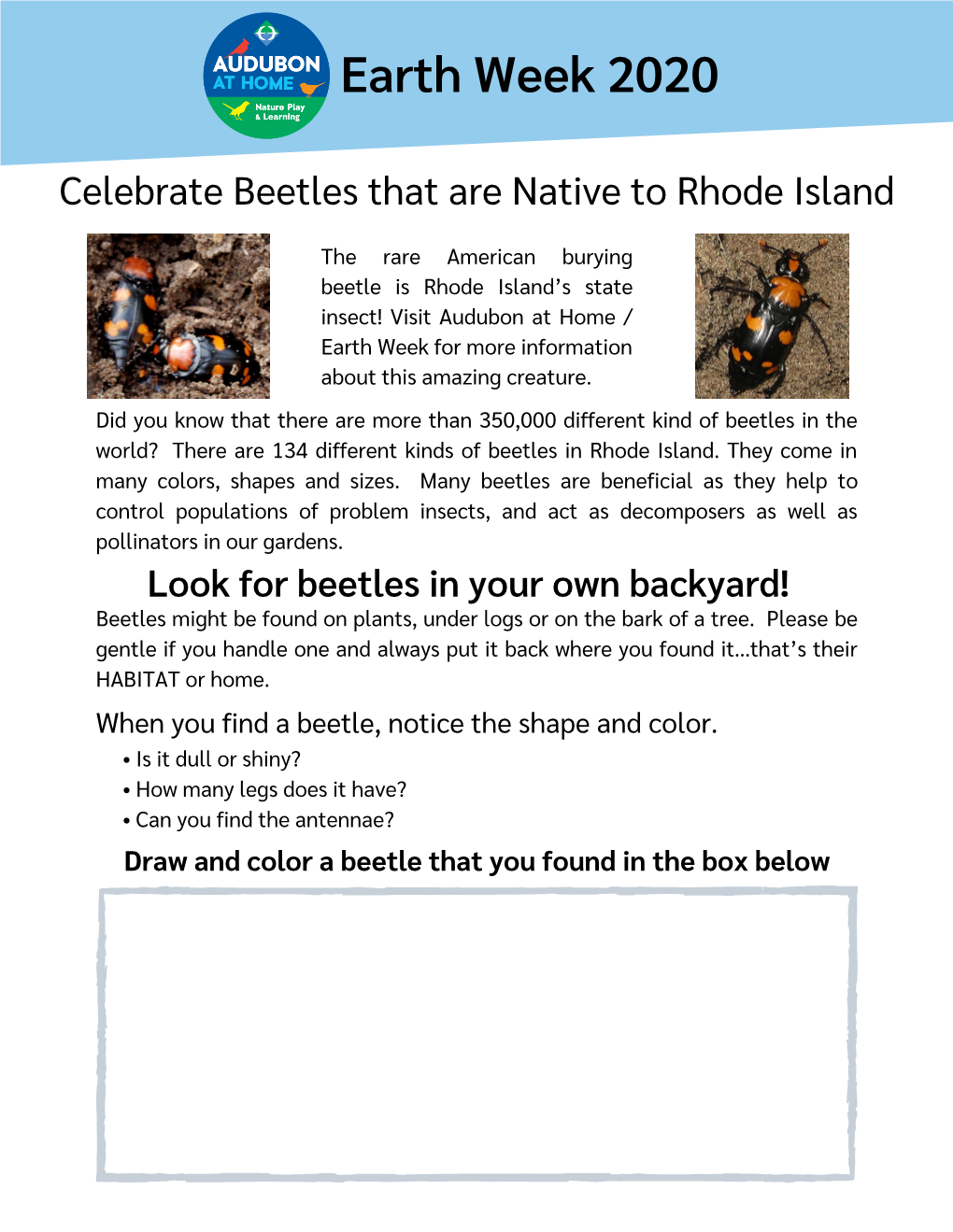 American Burying Beetle- RI's State Insect