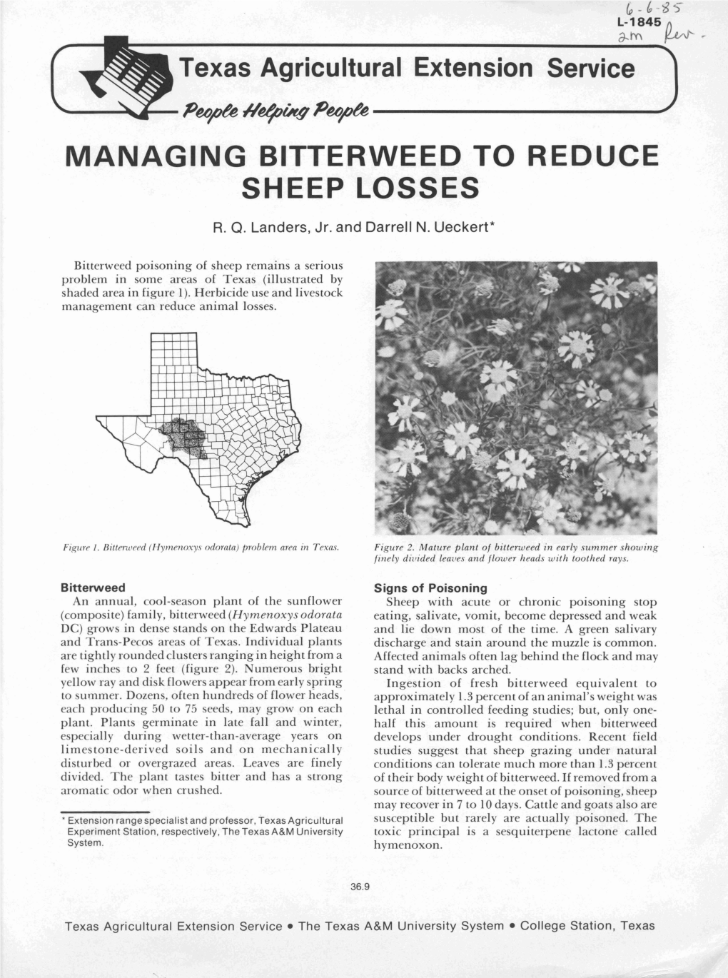 Managing Bitterweed to Reduce Sheep Losses