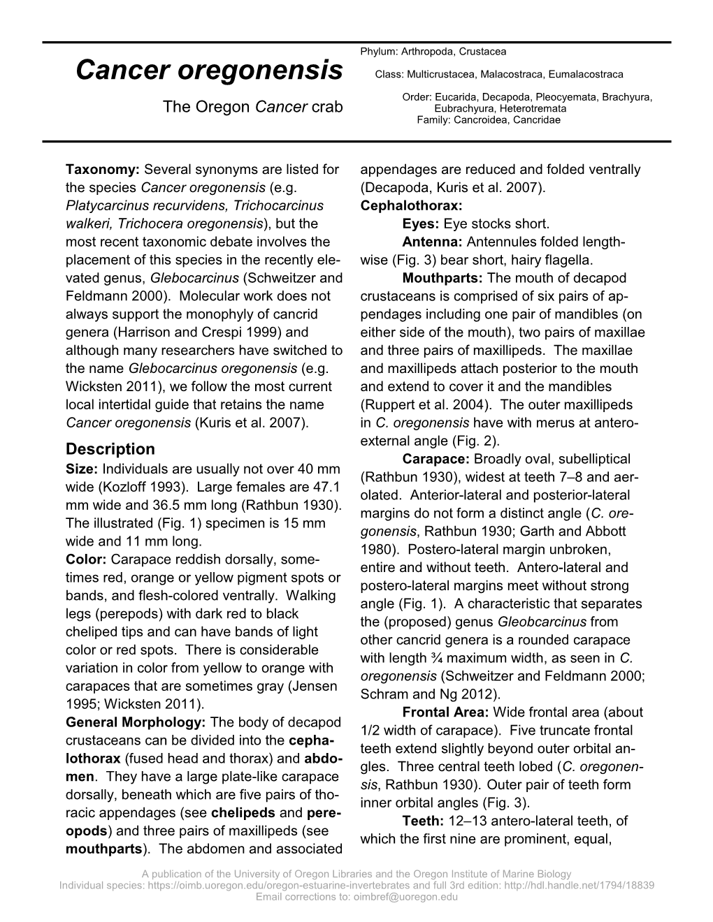 Cancer Oregonensis Class: Multicrustacea, Malacostraca, Eumalacostraca