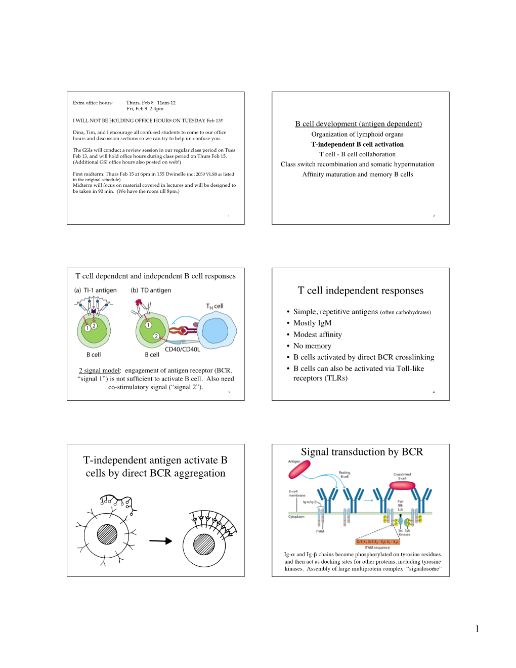 T Cell Independent Responses T-Independent Antigen Activate B