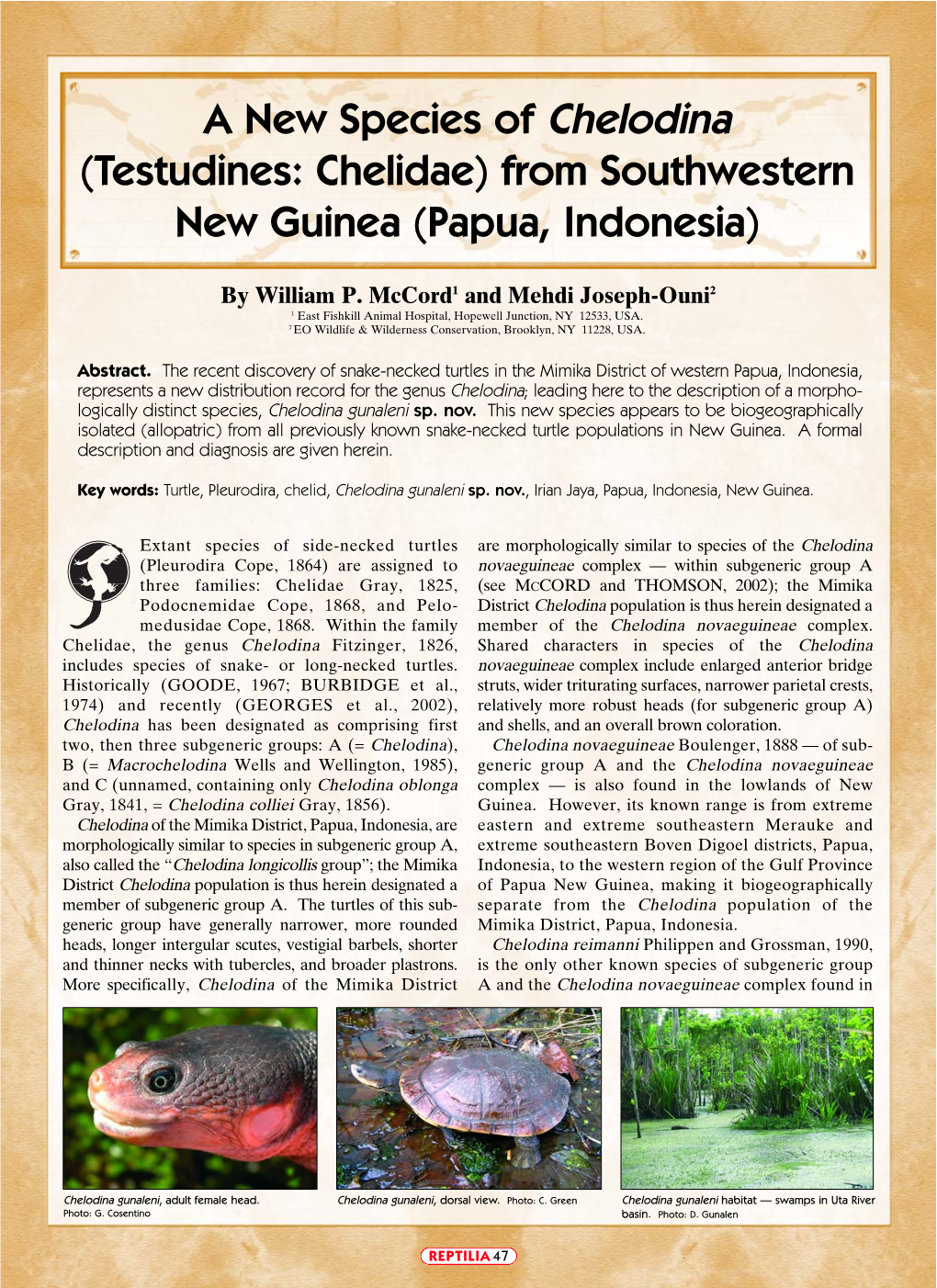 A New Species of Chelodina (Testudines: Chelidae) from Southwestern New Guinea (Papua, Indonesia)