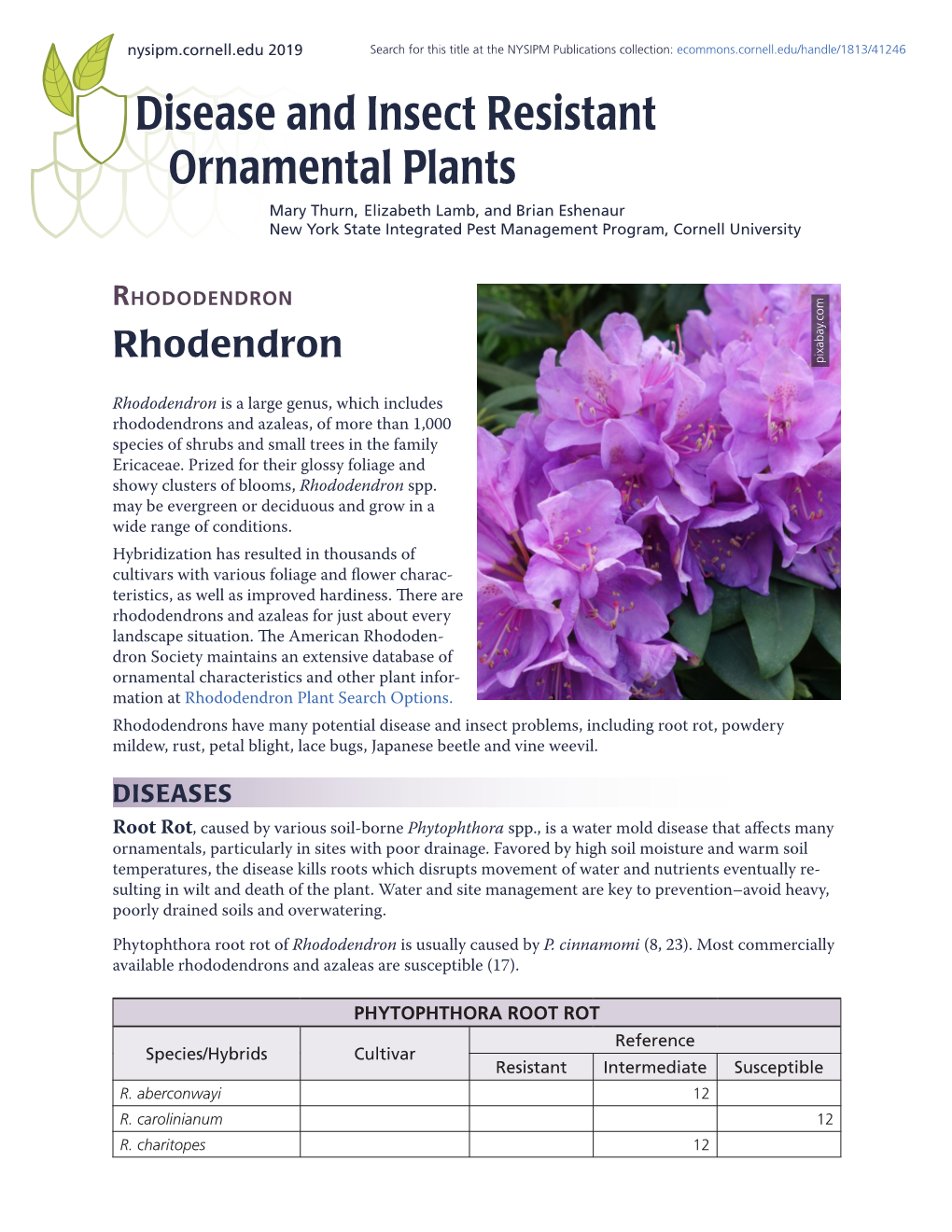 Rhododendron