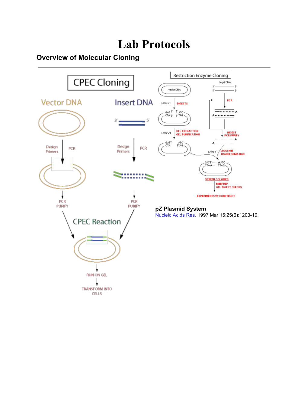 Lab Protocols Overview of Molecular Cloning