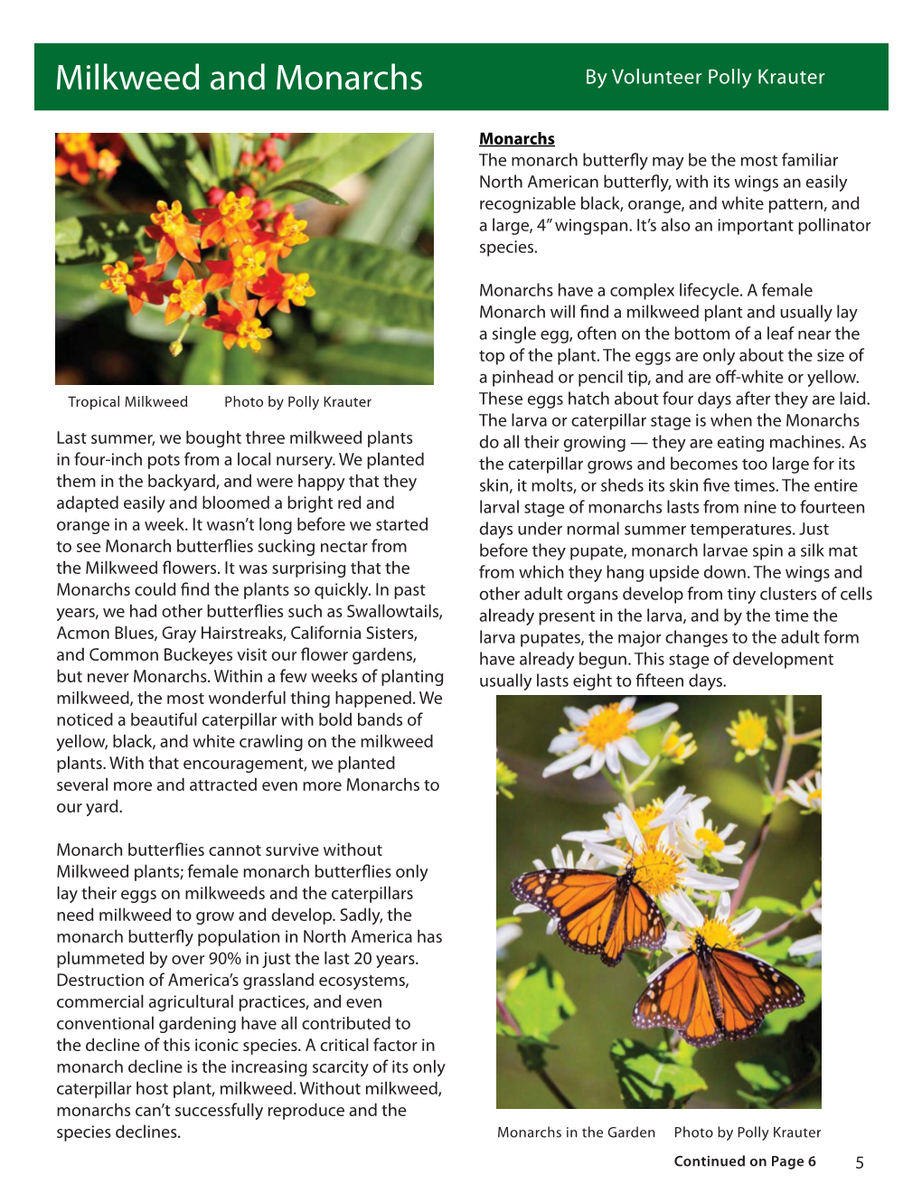 Milkweed and Monarchs by Volunteer Polly Krauter