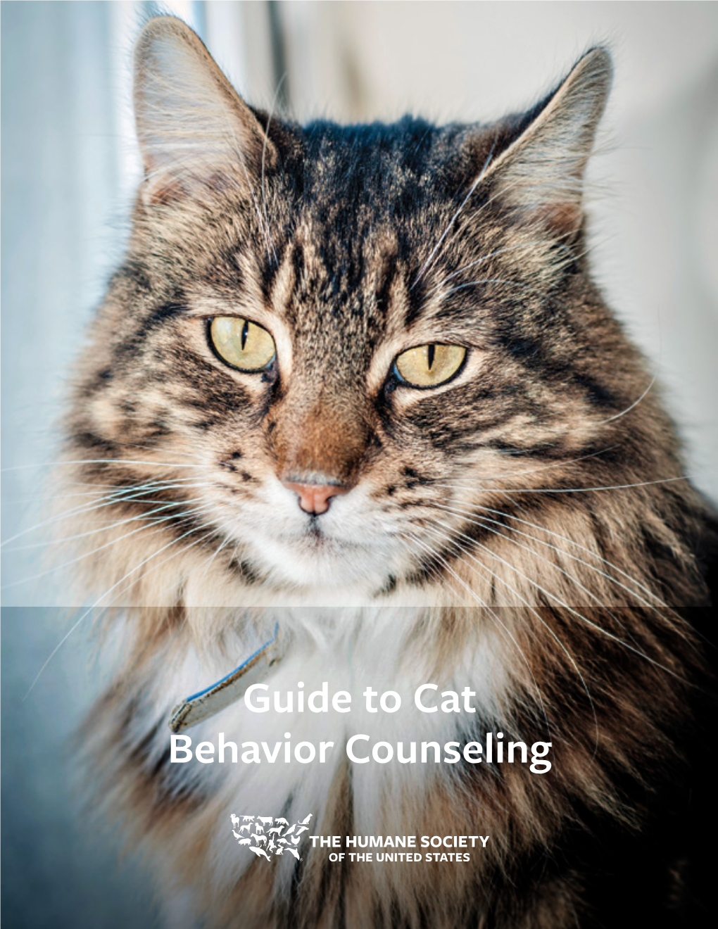 Guide to Cat Behavior Counseling