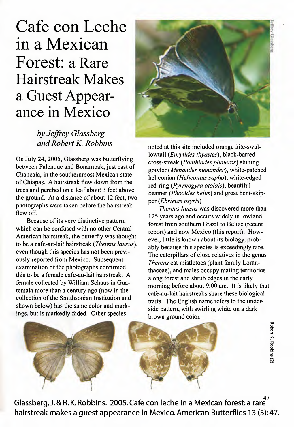 Cafe Con Leche in a Mexican Forest: a Rare Hairstreak Makes a Guest Appear- Ance in Mexico