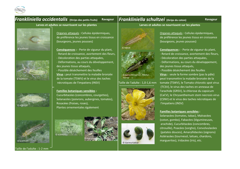 Frankliniella Occidentalis (Thrips Des Petits Fruits)