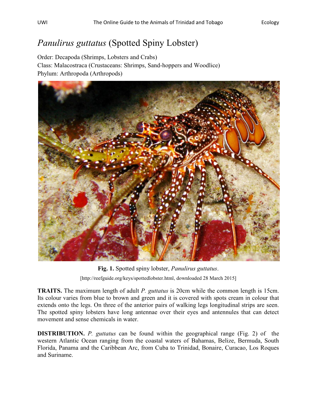 Panulirus Guttatus (Spotted Spiny Lobster)
