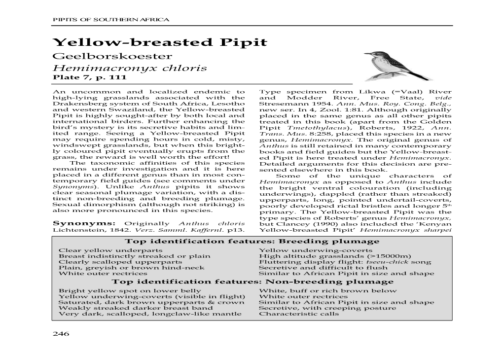 Yellow-Breasted Pipit Species Account