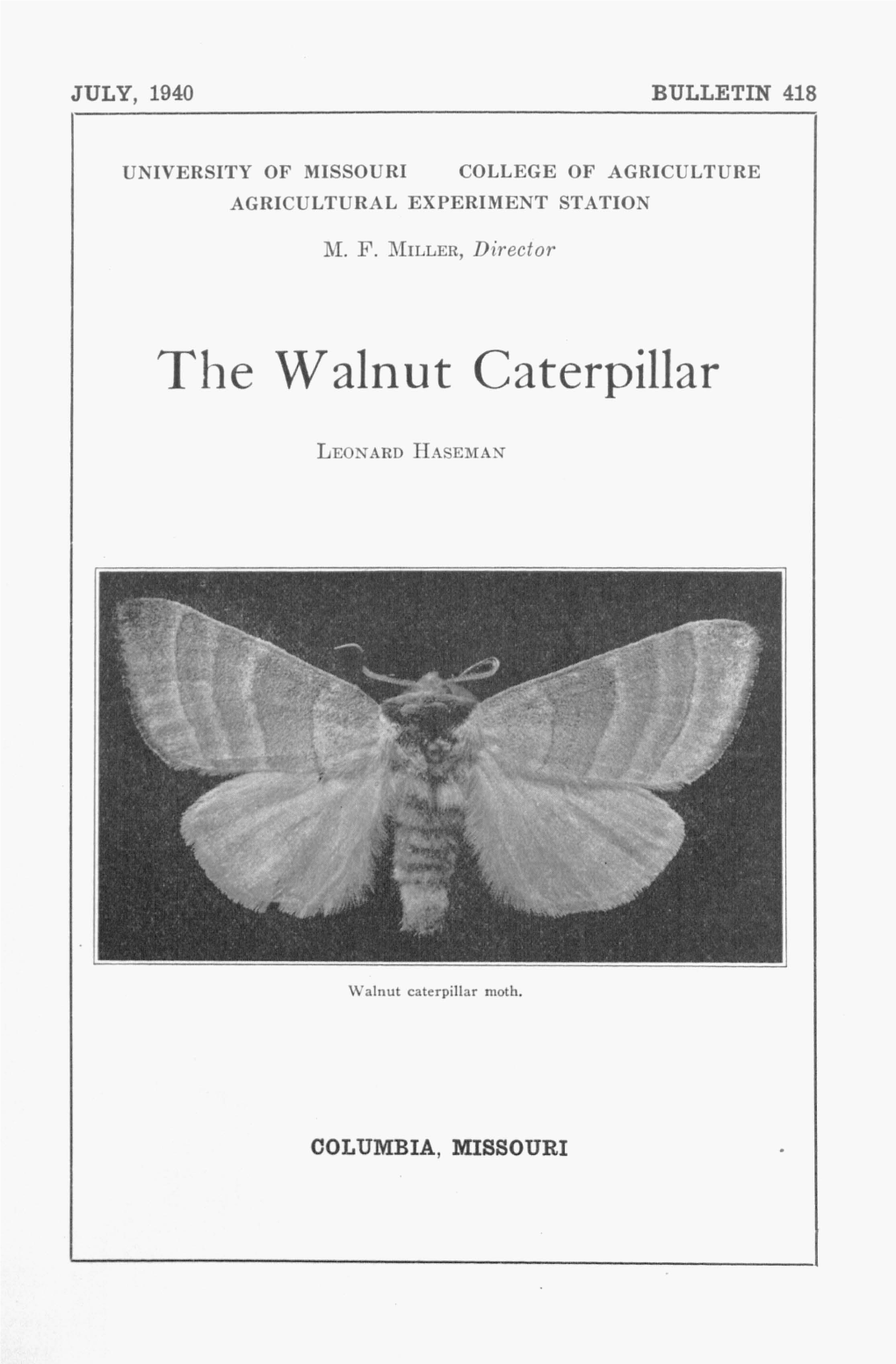 The Walnut Caterpillar