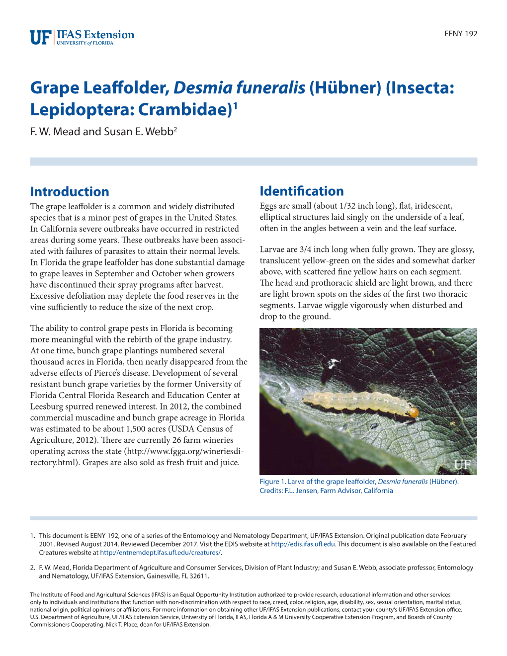 Grape Leaffolder, Desmia Funeralis (Hübner)