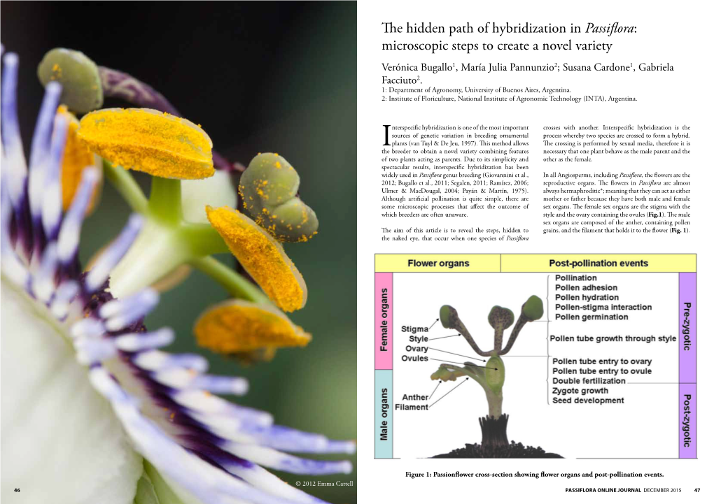 The Hidden Path of Hybridization in Passiflora: Microscopic Steps To