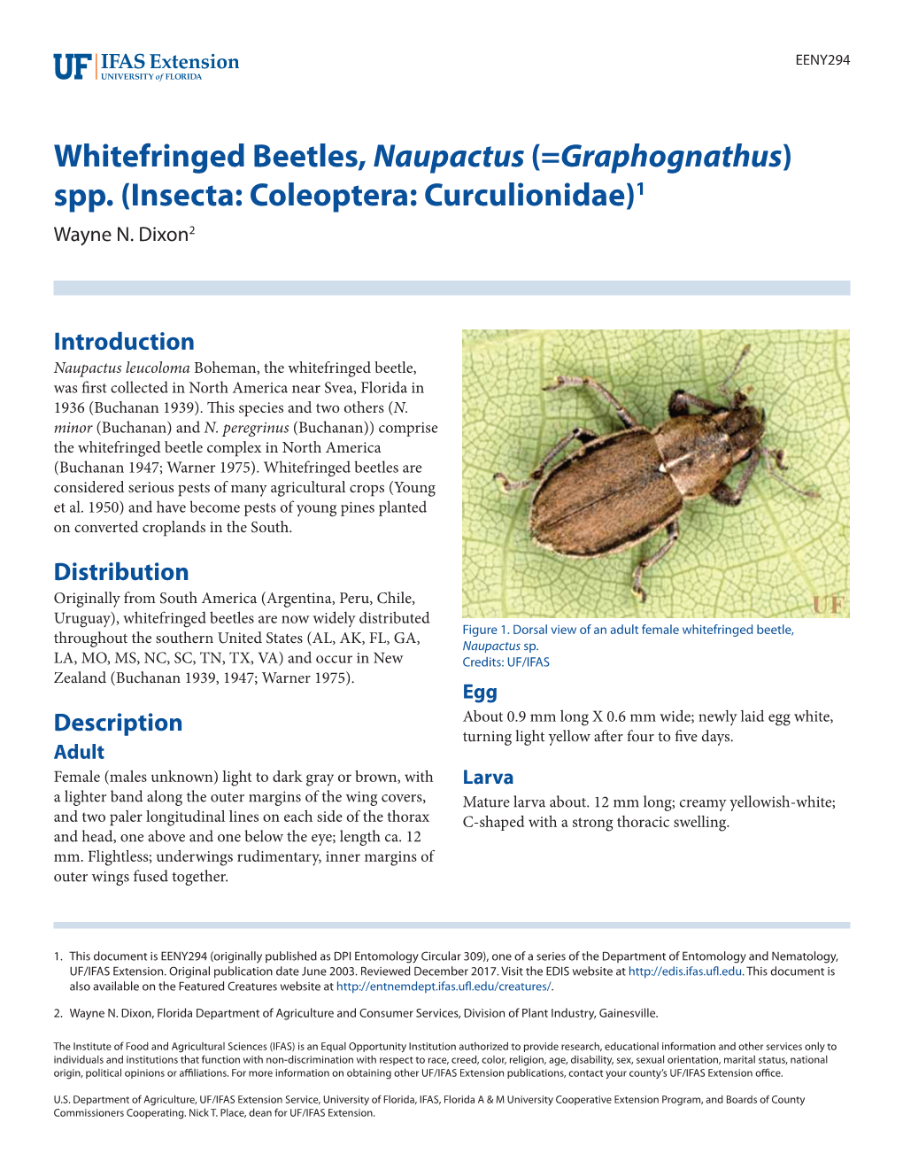 Whitefringed Beetles, Naupactus (=Graphognathus) Spp