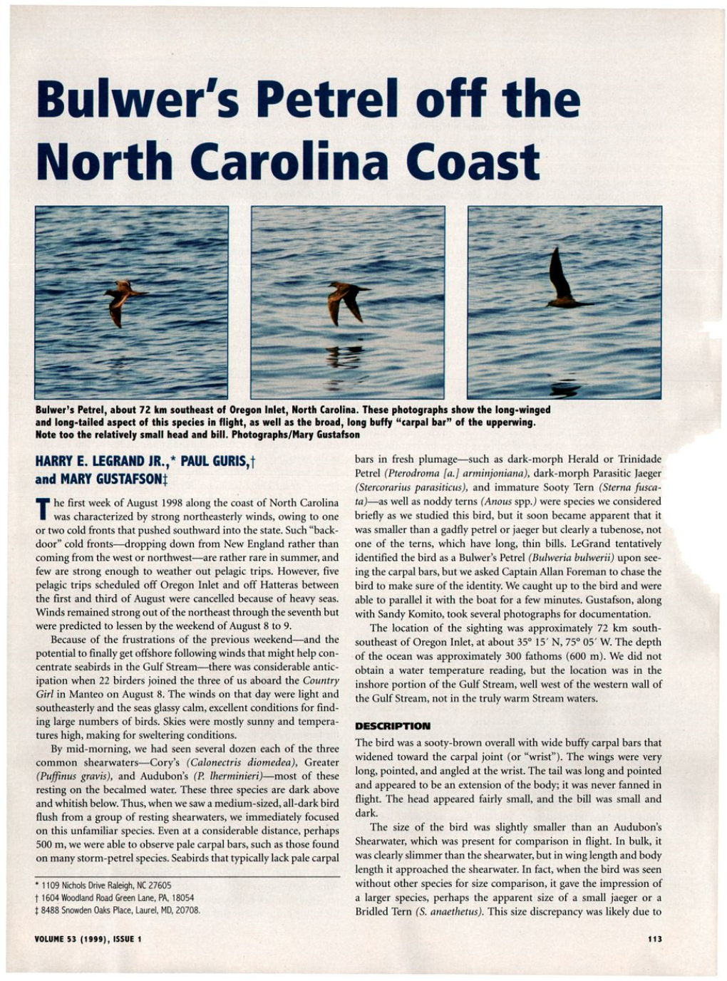 S Petrel Off the North Carolina Coast