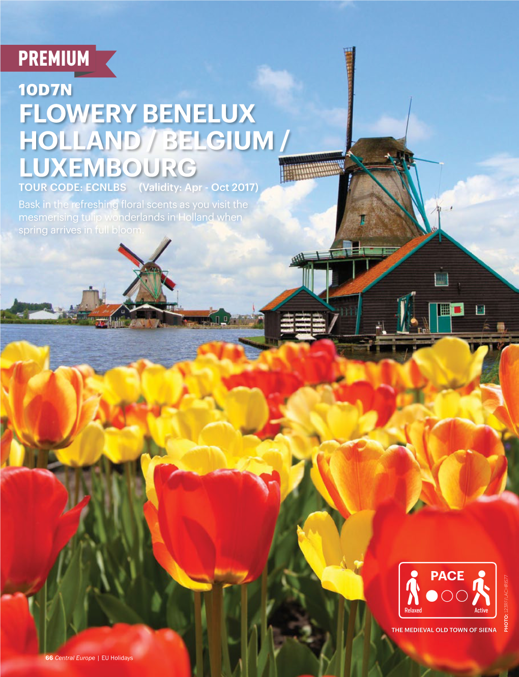 Flowery Benelux Holland / Belgium / Luxembourg