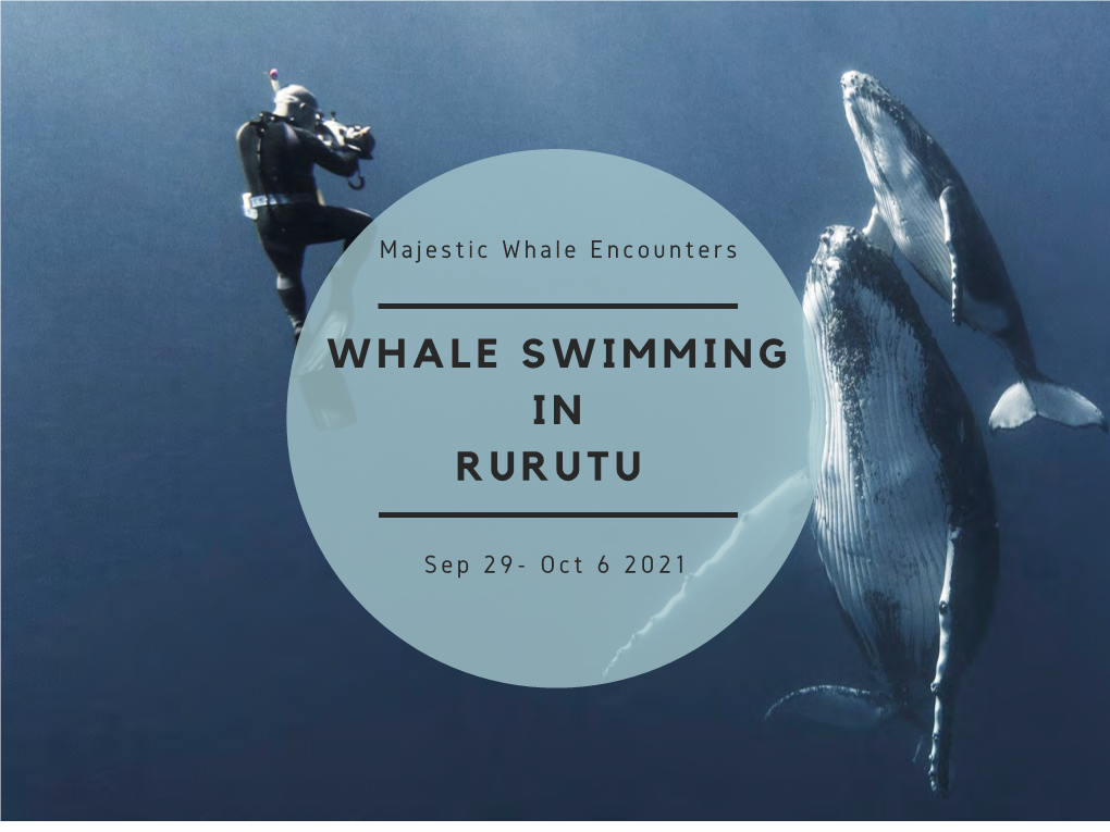 Whale Swimming in Rurutu